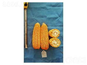 ��22-���׷N��-���