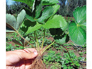 �����-��ݮ�N��-�A�ͷN�I(y��)