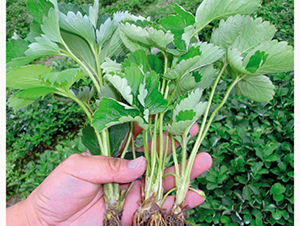 �¼�-��ݮ�N��-�A�ͷN�I(y��)