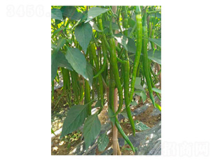 ����19̖-�����N��-�����N�I(y��)