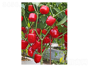 �t���\-�����N��-�����N�I(y��)