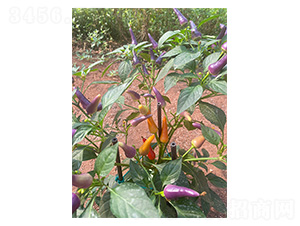 �����^�p�������b��-�����N��-�����N�I(y��)