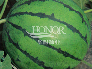 ����6̖(h��o)-���ϷN��-�A�ͷN�I(y��)