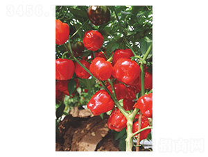 �A��78-�����N��-�����N�I(y��)