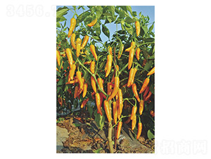 ����465-�����N��-�����N�I(y��)