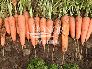 �����t-�}���N��-�A�ͷN�I(y��)