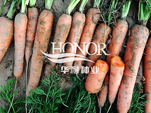 �t��S-�}���N��-�A�ͷN�I(y��)