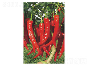 ��t41-ţ�ǽ��N��-�����N�I(y��)