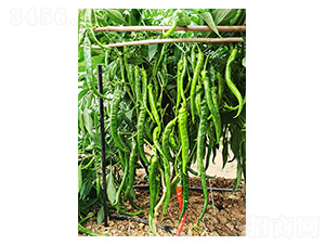 �¼⽷1̖-�⽷�N��-�����N�I(y��)