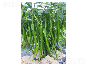 ���r4̖-�����N��-�����N�I(y��)