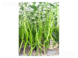 �ֱ42-�����N��-�����N�I(y��)