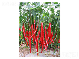 �ɽ�5̖-�����N��-�����N�I(y��)