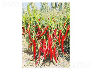 ��l1̖-�����N��-�����N�I(y��)