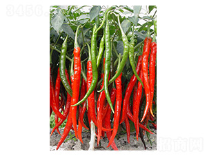 ����3̖-�����N��-�����N�I(y��)