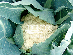 ���mѩ-���˷N��-�A�ͷN�I(y��)