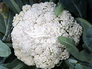 �A���ɻ�75-���˷N��-�A�ͷN�I(y��)