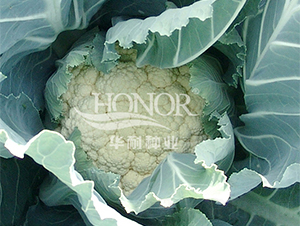 ѩ�P(p��n)-���˷N��-�A�ͷN�I(y��)