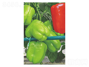 ����1̖-���\���N��-�����N�I(y��)