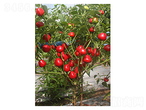 �A�齷1̖-��ݮ���N��-�����N�I(y��)