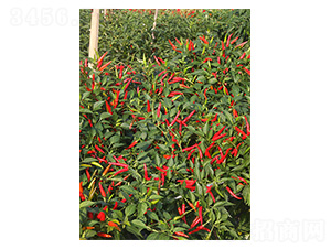 ӡ��19-���콷�N��-�����N�I(y��)