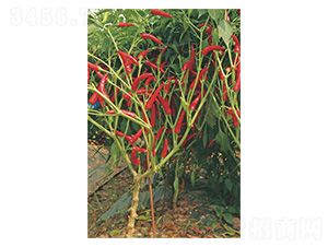 ����483-���콷�N��-�����N�I(y��)