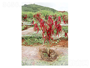 ���ؽ�1̖-���ؽ��N��-�����N�I(y��)