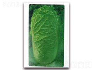 ��G65-�ײ˷N��-�����o