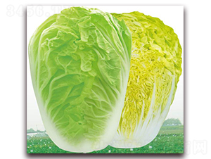 �S����5̖-�ײ˷N��-�����o