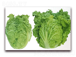 ����55-�ײ˷N��-�����o