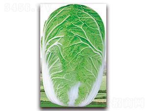 ��������-�ײ˷N��-�����o