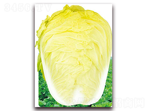 �����_��̖-�ײ˷N��-�����o