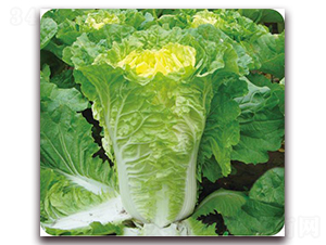 ��{����-�ײ˷N��-�����o