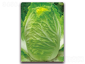 �S����-�ײ˷N��-�����o