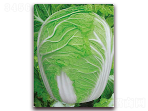 �r(n��ng)���F��-�ײ˷N��-�����o(j��)