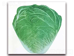 ��{�¶�̖(h��o)-�ײ˷N��-�����o(j��)