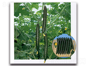 ����-�S�ϷN��-�r(n��ng)����