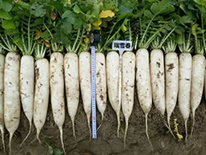 ��ѩ��-�}���N��-�r(n��ng)����