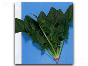 ���S-���˷N��-�r(n��ng)����