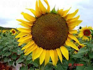 ����(gu��)�Ϳ�D315-�����N��-���N