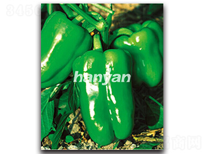 �h����̖-�𽷷N��-�h��