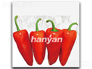 �h�Tһ̖-�𽷷N��-�h��