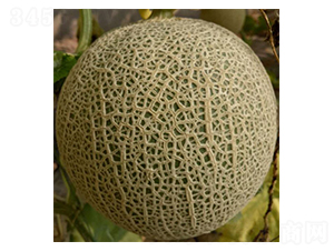 ����-��ϷN��-���N