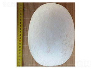 ����(l��)-��ϷN��-���N