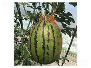 ����-���ϷN��-���N