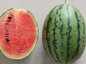 �t��-���ϷN��-���N