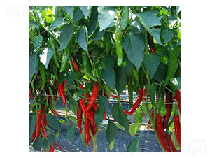 ���r(n��ng)-�����N��-���N