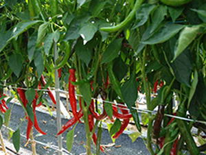 ����-�����N��-���N