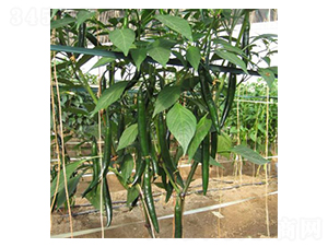 �t����-�����N��-���N