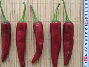 ���ݼt-�����N��-���N