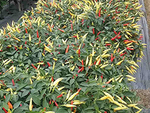 �����t-�����N��-���N